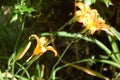 Hemerocallis fulva, tawny or orange daylily Royalty Free Stock Photo