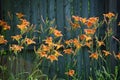 Hemerocallis fulva, tawny or orange daylily Royalty Free Stock Photo