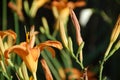 Hemerocallis fulva, tawny or orange daylily Royalty Free Stock Photo