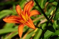 Hemerocallis fulva, tawny or orange daylily Royalty Free Stock Photo