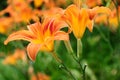 Hemerocallis fulva, tawny or orange daylily Royalty Free Stock Photo