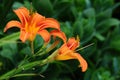 Hemerocallis fulva, tawny or orange daylily Royalty Free Stock Photo