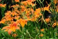 Hemerocallis fulva, tawny or orange daylily Royalty Free Stock Photo