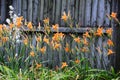 Hemerocallis fulva, tawny or orange daylily with a white Aplectrum hyemale, Adam and Eve or putty root Royalty Free Stock Photo