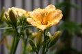 Hemerocallis on a grey background. Drops on petals. Royalty Free Stock Photo