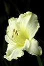 Hemerocallis - Happy Returns Yellow Daylily Royalty Free Stock Photo