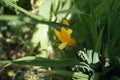 Hemerocallis hybrid `Stella de Oro` is a small-flowered daytime lily. A daylily or day lily is a flowering plant. Berlin, Germany Royalty Free Stock Photo