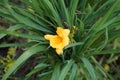 Hemerocallis hybrid `Stella de Oro` is a small-flowered daytime lily. A daylily or day lily is a flowering plant. Berlin, Germany Royalty Free Stock Photo