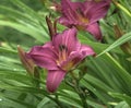 Hemerocallis hybrida