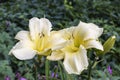 Close up of two pale lemon yellow flowers of Daylily, Hemerocallis `Iron Gate Glacier`, with blurred herbaceous border foliage in