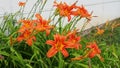 Hemerocallis lilejnik is a genus of Lilaynikov family Asphodelaceae. Beautiful elegant orange lily flowers with six