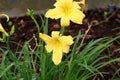 Hemerocallis lilioasphodelus, Hemerocallis flava, Lemon lily, yellow lily