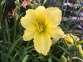 Hemerocallis lilioasphodelus, Lemon Lily, yellow daylily