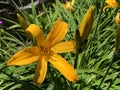 Hemerocallis middendorffii or Amur daylily - Botanical Garden of the University of Zurich or Botanischer Garten Zuerich