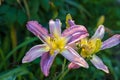 Hemerocallis, Mildred Mitchell Daylily in the garden