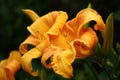 Hemerocallis of original color with shades. Royalty Free Stock Photo