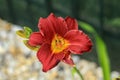 Hemerocallis `Pardon Me` Royalty Free Stock Photo