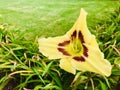 Hemerocallis Peek A Boo Eyes. Daylily.