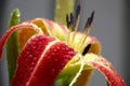 Hemerocallis petals in drops. Side view. Royalty Free Stock Photo