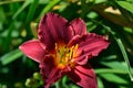 Hemerocallis `Sammy Russell` Daylily