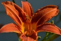 Hemerocallis `Sammy Russell` Daylily closeup