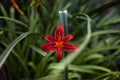 Hemerocallis `Sammy Russell`.