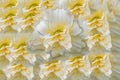 Hemerocallis `Schnickel Fritz`. Flower on Content-Aware Background.