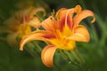 Hemerocallis Royalty Free Stock Photo