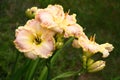 Hemerocallis Singular Sensation.Flowers.