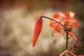 Hemerocallis starting to bloom Royalty Free Stock Photo