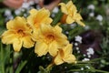 Hemerocallis Stella de Oro beautiful yellow flower in the garden Royalty Free Stock Photo