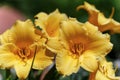 Hemerocallis Stella de Oro beautiful yellow flower in the garden Royalty Free Stock Photo