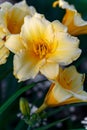 Hemerocallis Stella de Oro beautiful yellow flower in the garden Royalty Free Stock Photo