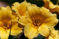 Hemerocallis Stella de Oro beautiful yellow flower in the garden Royalty Free Stock Photo