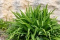 Hemerocallis Stella de Oro and Happy Hooligan macro green flower bud in the garden Royalty Free Stock Photo