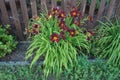 Hemerocallis `Wayside King Royale` boasts a rich purple flower with yellow throat. Berlin, Germany