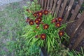 Hemerocallis `Wayside King Royale` boasts a rich purple flower with yellow throat. Berlin, Germany