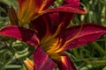 Bordeaux daylily with a yellow middle .close up.2021.July