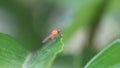 HemezoÃÂ¯de fly on leaf