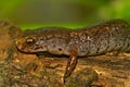 Closeup on a Four toed salamander, Hemidactylium scutatum sitting oon a piece wood Royalty Free Stock Photo