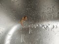 Hemidactylus, Asia house lizard on aluminium sink Royalty Free Stock Photo