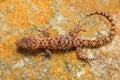 Hemidactylus sp., Saswad, Pune District, Maharashtra