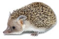 Hemiechinus auritus, Long-eared hedgehog Royalty Free Stock Photo
