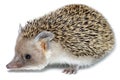 Hemiechinus auritus, Long-eared hedgehog