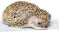 Hemiechinus auritus, Long-eared hedgehog Royalty Free Stock Photo