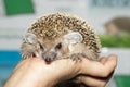 Hemiechinus auritus, Long-eared hedgehog