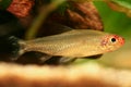 Hemigrammus bleheri fish