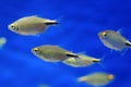 Hemigrammus ocellifer or Tail and Head Light Tetra in the aquarium Royalty Free Stock Photo