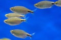 Hemigrammus ocellifer or Tail and Head Light Tetra in the aquarium Royalty Free Stock Photo