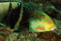 Hemigymnus fasciatus - Andaman Sea